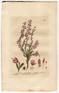 1834ǯ Baxter British Phaenogamous Botany Pl.76 ĥĥ 奦ɥ° 奦ɥ CALLUNA VULGARIS