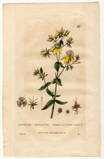 1834ǯ Baxter British Phaenogamous Botany Pl.80 ȥ꥽ ȥ꥽° 襦ȥ HYPERICUM PERFORATUM