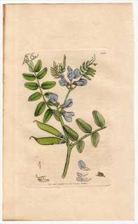 1805ǯ Sowerby English Botany  No.1515 ޥ ޥ° ֥Υɥ VICIA sepium