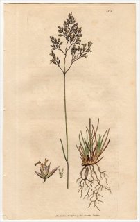 1805ǯ Sowerby English Botany  No.1519 Ͳ ᥹° ᥹ ARIA flexuosa