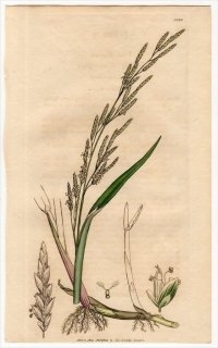 1805ǯ Sowerby English Botany  No.1520 Ͳ ɥ祦ĥʥ° POA fluitans