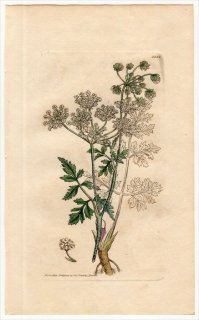 1805ǯ Sowerby English Botany  No.1521  ե° CHAEROPHYLLUM temulentum