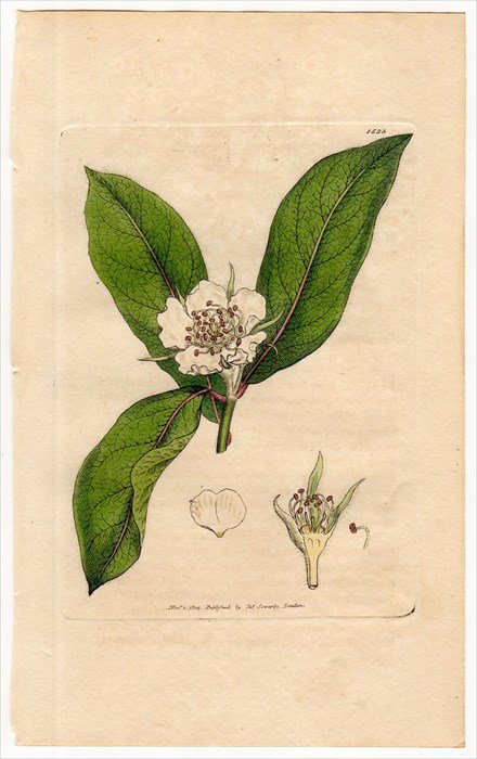 1805年 Sowerby English Botany 初版 No 1523 バラ科 セイヨウカリン属 セイヨウカリン Mespilus Germanica アンティークプリント ボタニカルアート 博物画の通販サイト Spirito Di Artigiano