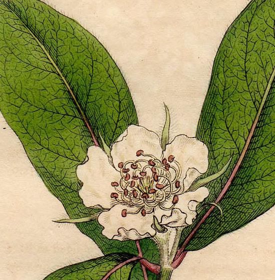 1805年 Sowerby English Botany 初版 No 1523 バラ科 セイヨウカリン属 セイヨウカリン Mespilus Germanica アンティークプリント ボタニカルアート 博物画の通販サイト Spirito Di Artigiano