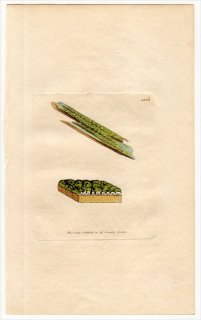 1805ǯ Sowerby English Botany  No.1530 ԥ󥴥 ҥ祦󥴥° ҥ祦󥴥 LICHEN tigillaris ϰ