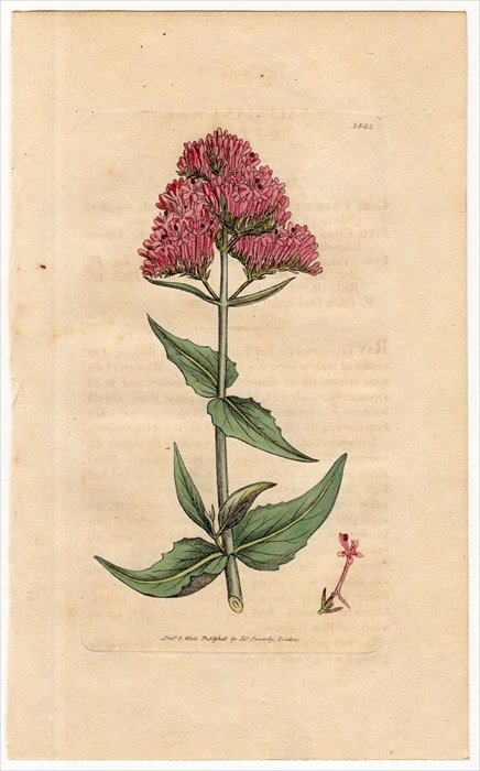 1805年 Sowerby English Botany 初版 No 1531 スイカズラ科 ベニカノコソウ属 ベニカノコソウ Valeriana Rubra アンティークプリント ボタニカルアート 博物画の通販サイト Spirito Di Artigiano