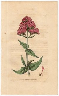 1805ǯ Sowerby English Botany  No.1531  ٥˥Υ° ٥˥Υ VALERIANA rubra