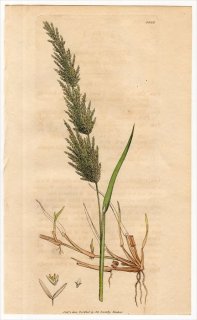 1805ǯ Sowerby English Botany  No.1532 Ͳ ̥° ϥ̥ AGROSTIS stolonifera