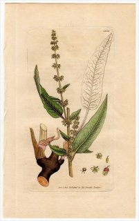 1805ǯ Sowerby English Botany  No.1533 ǲ ° RUMEX sanguineus