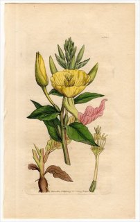 1805ǯ Sowerby English Botany  No.1534 Хʲ ޥĥ襤° ޥĥ襤 OENOTHERA biennis