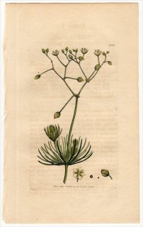 1805ǯ Sowerby English Botany  No.1535 ʥǥ ĥ᥯° ĥ᥯ SPERGULA arvensis