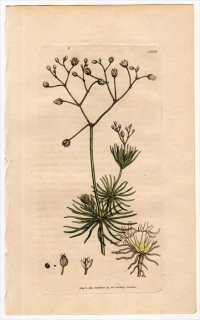 1805ǯ Sowerby English Botany  No.1536 ʥǥ ĥ᥯° SPERGULA pentandra