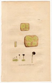 1805ǯ Sowerby English Botany  No.1539 ϥʥ ϥʥ° Х󥴥 LICHEN capitatus ϰ