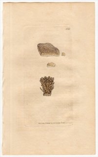 1805ǯ Sowerby English Botany  No.1541 䥯 ޥ륫ǥߥ° LICHEN corallinus 