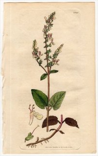1805ǯ Sowerby English Botany  No.1543  ˥° TEUCRIUM Scorodonia