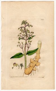 1805ǯ Sowerby English Botany  No.1544 ޥΥϥ ޥΥϥ° SCROPHULARIA nodosa