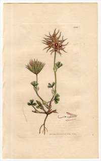 1805ǯ Sowerby English Botany  No.1545 ޥ 㥸° TRIFOLIUM stellatum