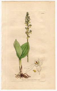 1805ǯ Sowerby English Botany  No.1548  ͥ° OPHRYS ovata