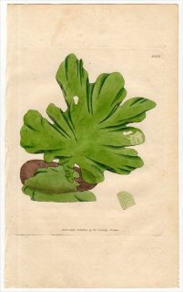 1805ǯ Sowerby English Botany  No.1551  °  ULVA Lactuca 