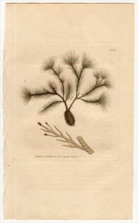 1805ǯ Sowerby English Botany  No.1552 饶 饶° CONFERVA scoparia 