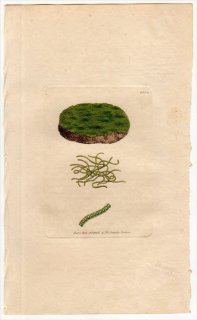 1806ǯ Sowerby English Botany  No.1554 Υ CONFERVA muralis 