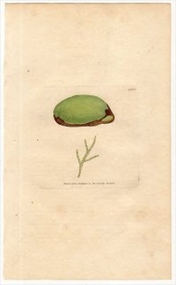 1806ǯ Sowerby English Botany  No.1556 ȥܥͥ޲ ȥܥͥ° CONFERVA velutina 