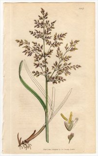 1806ǯ Sowerby English Botany  No.1557 Ͳ ֥° AIRA aquatica