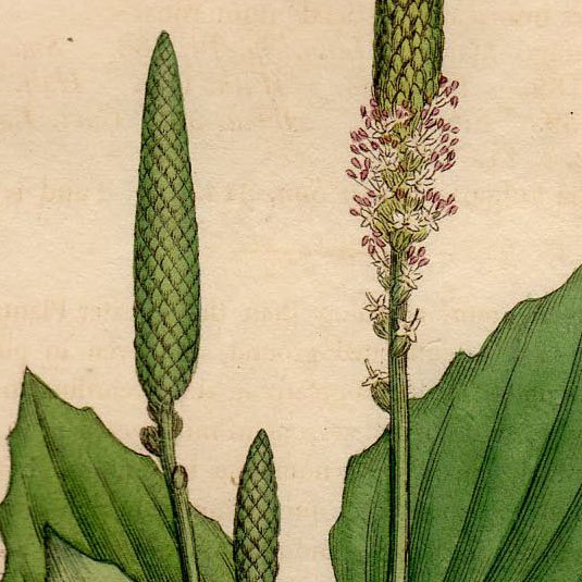 1806年 Sowerby English Botany 初版 No 1558 オオバコ科 オオバコ属 セイヨウオオバコ Plantago Major アンティークプリント ボタニカルアート 博物画の通販サイト Spirito Di Artigiano