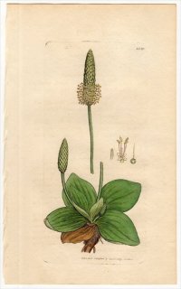 1806ǯ Sowerby English Botany  No.1559 Х Х° PLANTAGO media