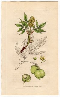 1806ǯ Sowerby English Botany  No.1560 ߥĥХĥ ߥĥХĥ° STAPHYLEA pinnata