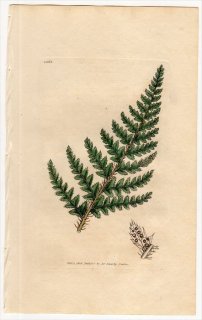 1806ǯ Sowerby English Botany  No.1562  Υ° ASPIDIUM aculeatum