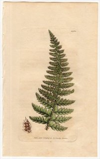 1806ǯ Sowerby English Botany  No.1563  Υ° ASPIDIUM lobatum