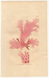 1806ǯ Sowerby English Botany  No.1573 ΥϥΥ ХΥ° FUCUS punctatus 