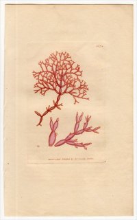 1806ǯ Sowerby English Botany  No.1574 եĥʥ եĥʥ° FUCUS articulatus 