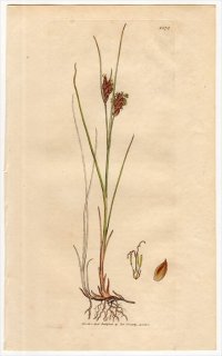 1806ǯ Sowerby English Botany  No.1575 ĥꥰ ߥť° SCHOENUS fuscus