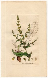 1806ǯ Sowerby English Botany  No.1576 ǲ ° ҥ祦󥮥 RUMEX pulcher