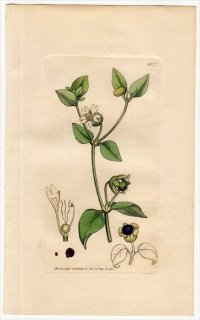 1806ǯ Sowerby English Botany  No.1577 ʥǥ ʥХϥ° ʥХϥ CUCUBALUS baccifer