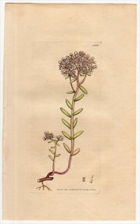 1806ǯ Sowerby English Botany  No.1578 ٥󥱥 ޥͥ󥰥° Хʥޥͥ󥰥 SEDUM album ¿ʪ