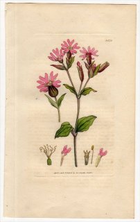 1806ǯ Sowerby English Botany  No.1579 ʥǥ ޥƥ° ܥΥΥ LYCHNIS dioica åɥԥ