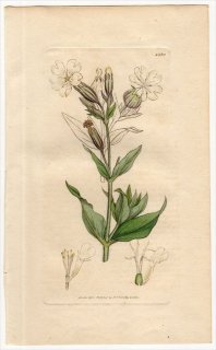 1806ǯ Sowerby English Botany  No.1580 ʥǥ ޥƥ° ۥ磻ȥԥ LYCHNIS dioica
