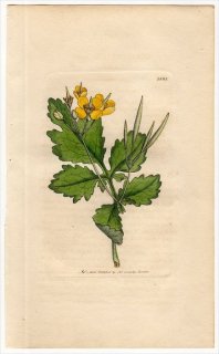 1806ǯ Sowerby English Botany  No.1581  Υ° Υ CHELIDONIUM majus