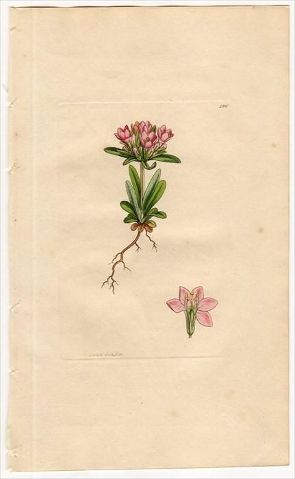 1811年 Sowerby English Botany 初版 No 2305 リンドウ科 ケンタウリウム属 Chironia Littoralis アンティークプリント ボタニカルアート 博物画の通販サイト Spirito Di Artigiano