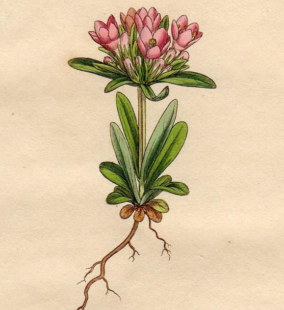 1811年 Sowerby English Botany 初版 No 2305 リンドウ科 ケンタウリウム属 Chironia Littoralis アンティークプリント ボタニカルアート 博物画の通販サイト Spirito Di Artigiano 1811年 Sowerby English Botany 初版 No 2305 リンドウ科 ケンタウリウム属 Chironia Littoralis アンティークプリント ボタニカルアート 博物画の通販サイト Spirito Di Artigiano