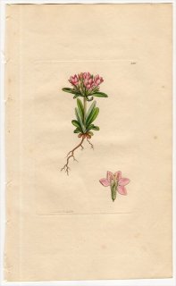 1811ǯ Sowerby English Botany  No.2305 ɥ 󥿥ꥦ° CHIRONIA littoralis