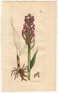 1811年 Sowerby English Botany 初版 No.2308 ラン科 ハクサンチドリ属 ORCHIS latifolia