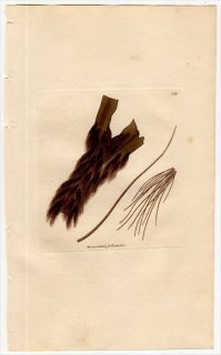 1811ǯ Sowerby English Botany  No.2310 ʥޥĥ ʥߥޥ° CONFERVA flaccida 