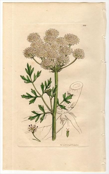 1811年 Sowerby English Botany 初版 No 2313 セリ科 セリ属 Oenanthe Crocata アンティークプリント ボタニカルアート 博物画の通販サイト Spirito Di Artigiano