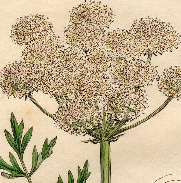 1811年 Sowerby English Botany 初版 No 2313 セリ科 セリ属 Oenanthe Crocata アンティークプリント ボタニカルアート 博物画の通販サイト Spirito Di Artigiano