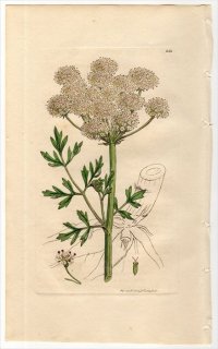 1811ǯ Sowerby English Botany  No.2313  ° OENANTHE crocata