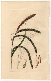 1811ǯ Sowerby English Botany  No.2315 ĥꥰ ° CAREX pendula
